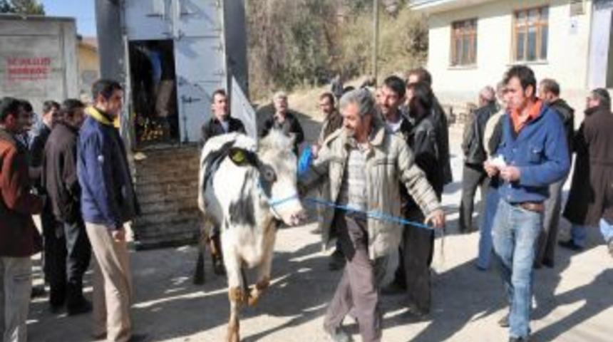 Devletten &ccedil;ift&ccedil;iye gebe inek desteği