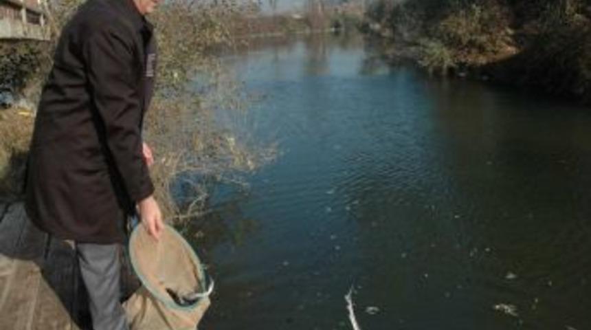 40 bin Mersin balığı yavrusu, Karadeniz ile buluşturuldu