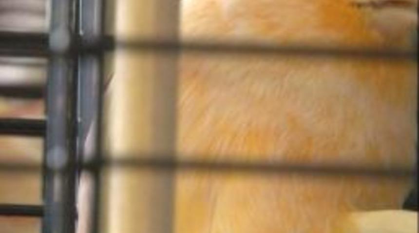 Kanaryalar, d&uuml;nya şampiyonası i&ccedil;in yarışıyor