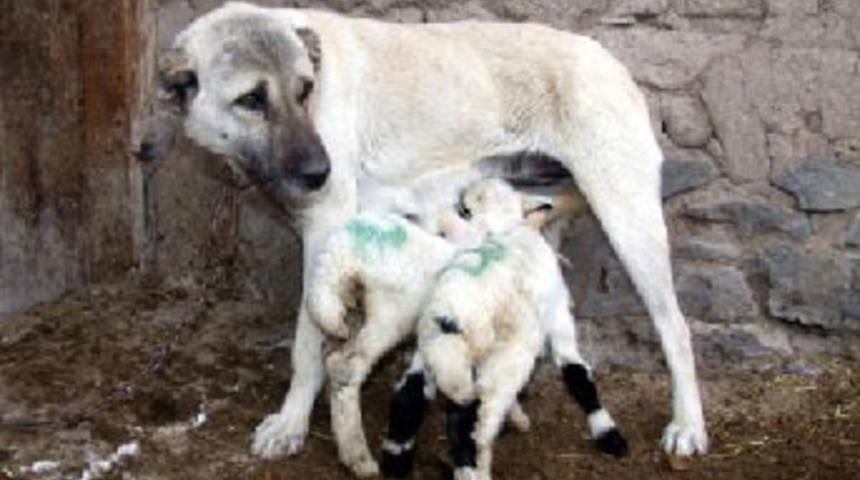 Kangal köpeğinin kuzuları emzirmesi şaşırttı