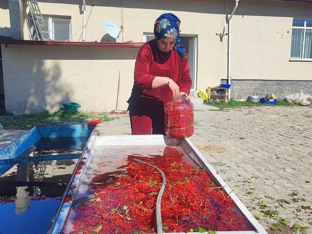Dalından toplandıktan sonra 3 ay mahzenlerde bekletiliyor! 8 kilosu bin TL'den satılıyor