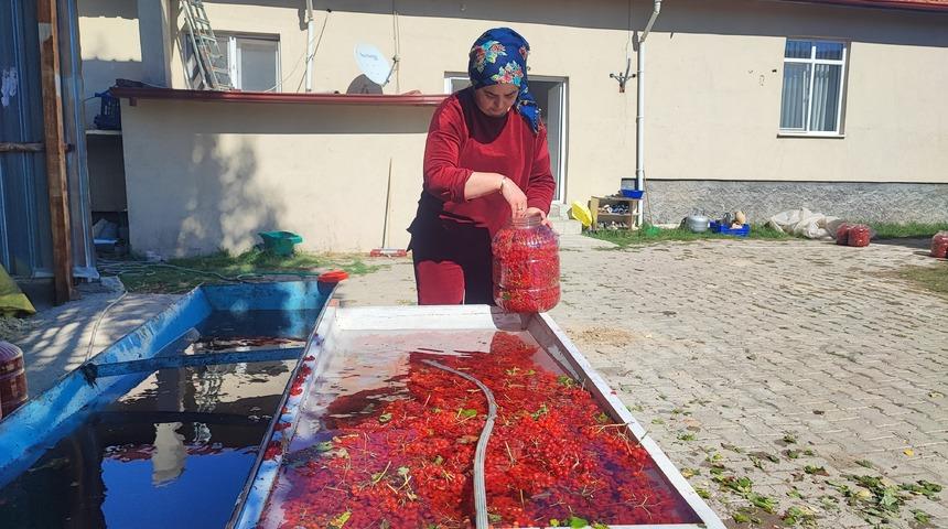 Dalından toplandıktan sonra 3 ay mahzenlerde bekletiliyor! 8 kilosu bin TL'den satılıyor