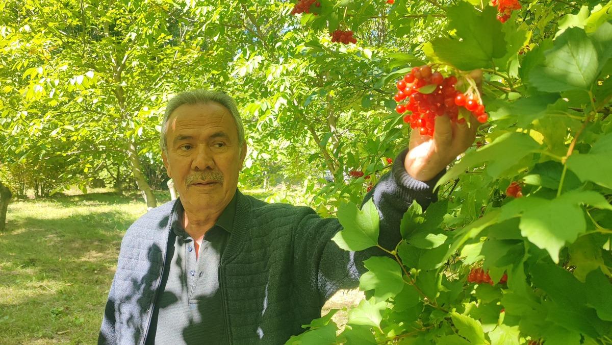 Dalından toplandıktan sonra 3 ay mahzenlerde bekletiliyor! 8 kilosu bin TL den satılıyor 3