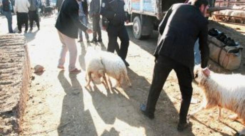 &Ccedil;alınan koyunlarını mal pazarında buldu