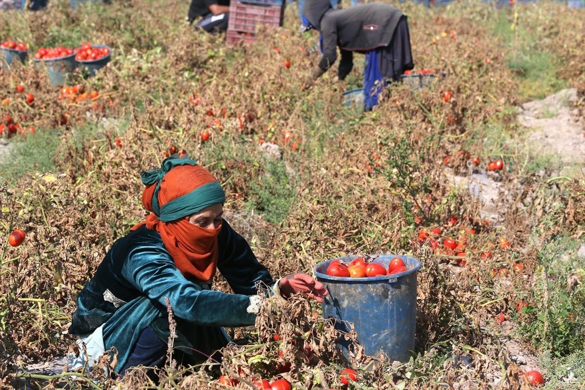 İşi değiştirdi aranır oldu! 20 ülkeye satıyor: Hiç duymadıklarımız bile istedi 3