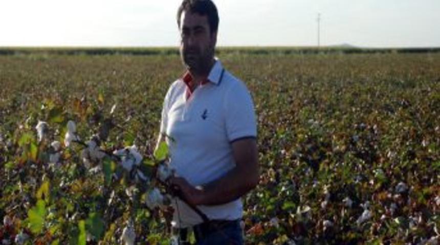 Pamuk fiyatlarının d&uuml;şmesi &ccedil;ift&ccedil;iyi mağdur ediyor