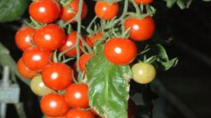 Prostat kanserini bitiren kahve rengi domatesi eksi 20 derecede &uuml;retiyor