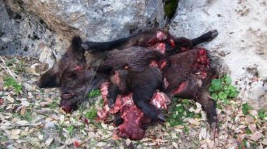 Ter&ouml;ristin &uuml;zerinde &ccedil;ıkan fotoğraf, domuz eti yendiğini ispatlıyor