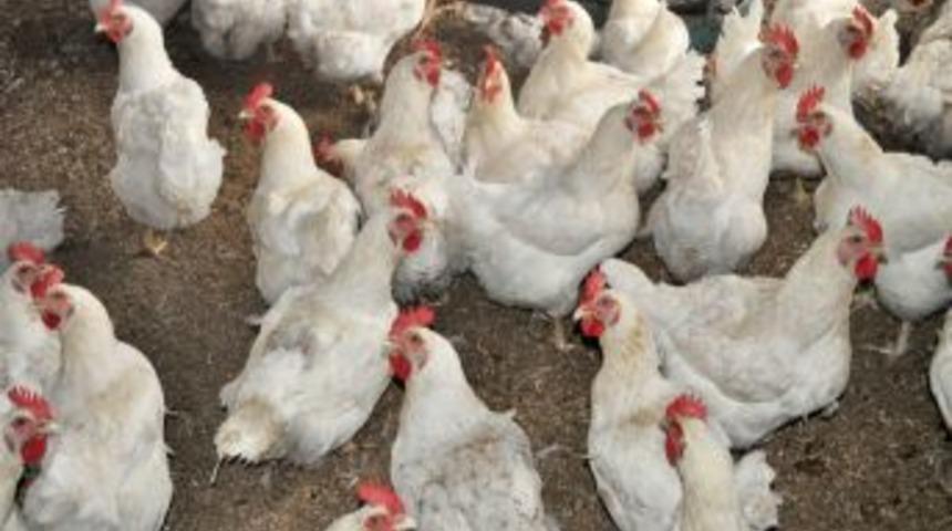 Beyza Pili&ccedil; Koordinat&ouml;r&uuml; &Ccedil;alışkan: Tavuk fiyatları tepe taklak oldu