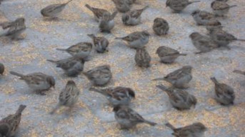 Erzurumlu yetişkinler, kartopu oynayarak &ccedil;ocukluk yıllarına d&ouml;nd&uuml;