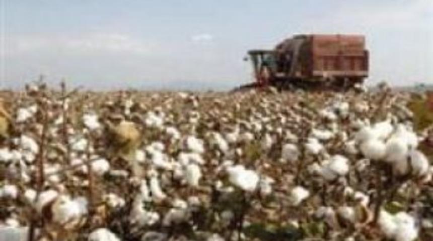 Harran'da pamuklu-şekerli se&ccedil;enek