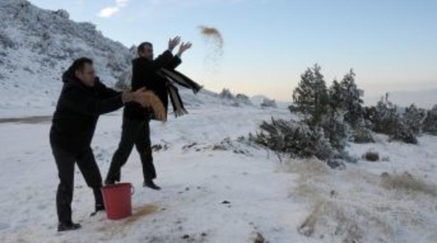 Spil Dağın'daki yılkı atları ve yabani kuşlar i&ccedil;in yem atıldı