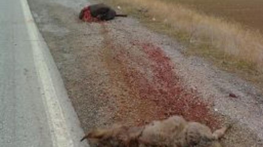 Eşeklere &ccedil;arpan minib&uuml;s tarlaya u&ccedil;tu