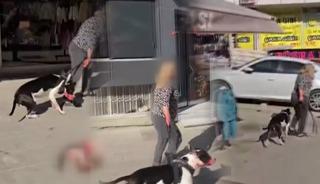 Esenyurt'ta Pitbull dehşeti: Saniyeler i&ccedil;inde par&ccedil;aladı! 