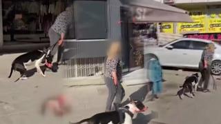 Esenyurt'ta Pitbull dehşeti: Kediyi saniyeler içinde parçaladı! Sahibine verilen ceza belli oldu