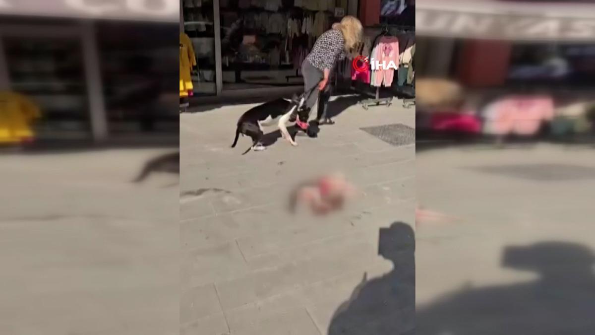 Esenyurt ta Pitbull dehşeti: Kediyi saniyeler içinde parçaladı! Sahibine verilen ceza belli oldu 1