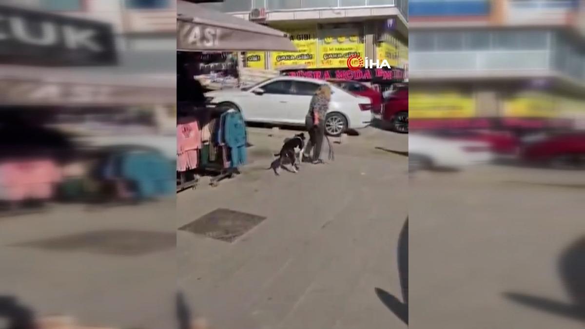 Esenyurt ta Pitbull dehşeti: Kediyi saniyeler içinde parçaladı! Sahibine verilen ceza belli oldu 2