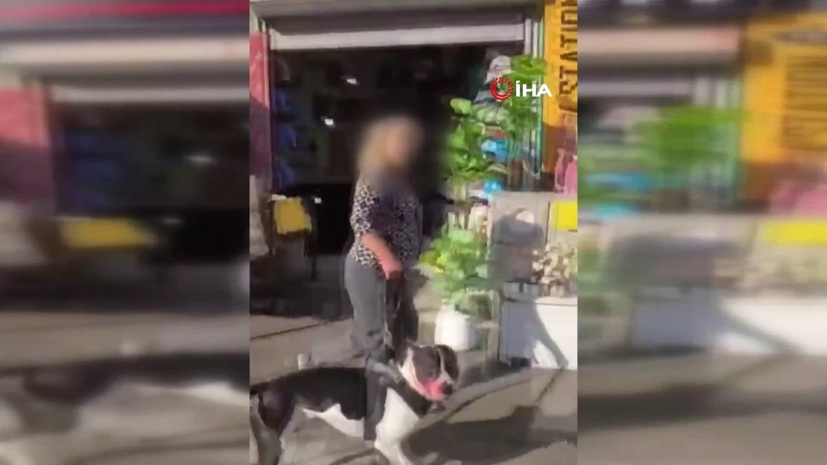 Esenyurt ta Pitbull dehşeti: Kediyi saniyeler içinde parçaladı! Sahibine verilen ceza belli oldu 3