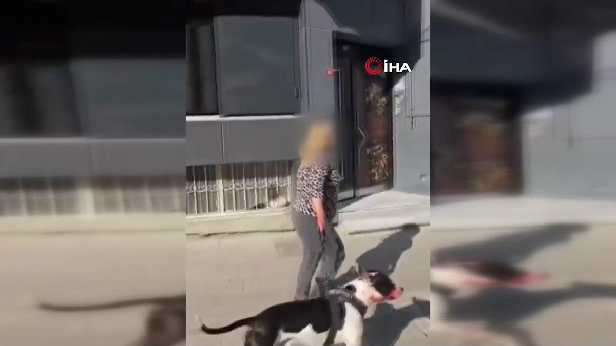 Esenyurt ta Pitbull dehşeti: Kediyi saniyeler içinde parçaladı! Sahibine verilen ceza belli oldu 4