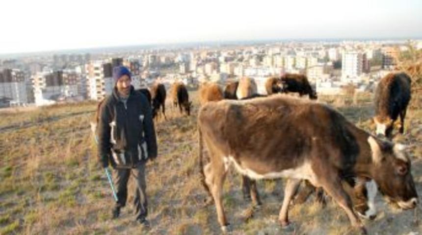 Vanlı depremzede d&uuml;veleriyle ortada kaldı