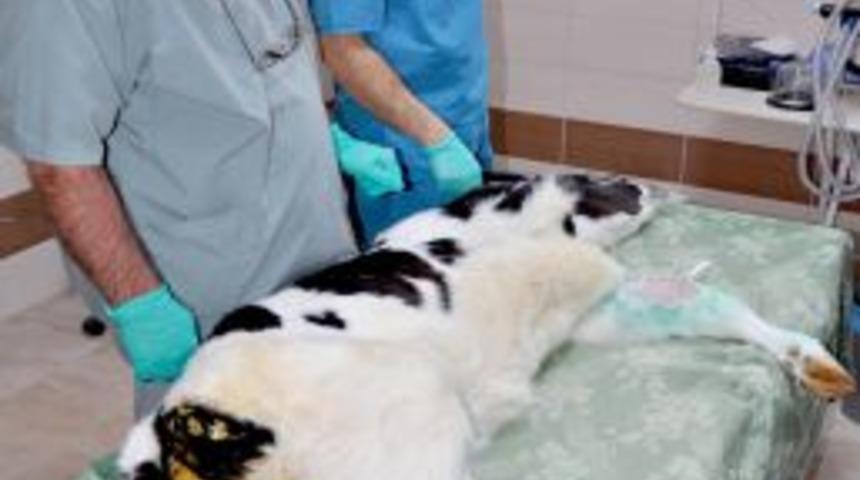 Doğumda annesinin basmasıyla bacağı kırılan buzağı ameliyata alındı