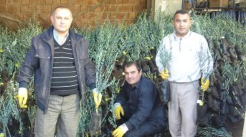 &Ccedil;ift&ccedil;iye y&uuml;zde 50 destekli fidan dağıtıldı