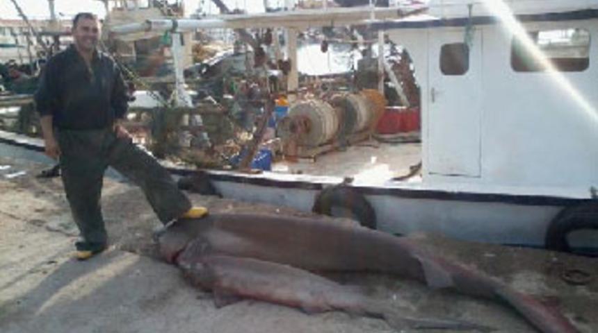 Marmara'da 2 k&ouml;pek balığı yakalandı