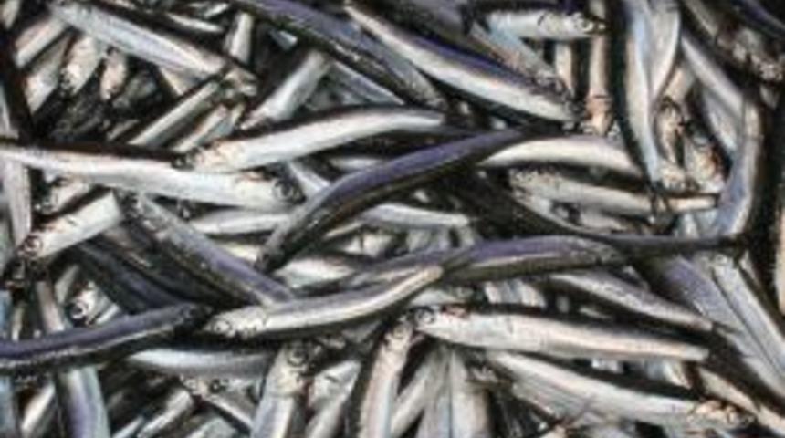 Hamsinin fiyatı u&ccedil;tu