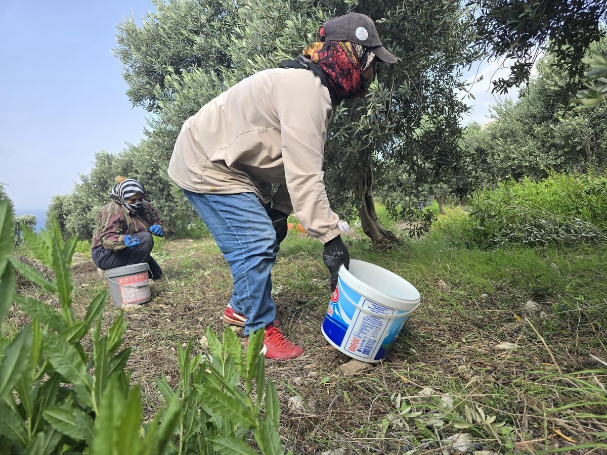 250 yıllık ağaçlarda yetişiyor: Günde 1500 TL kazanıyorlar 2