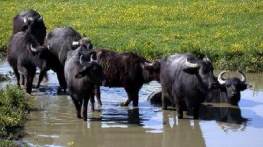 Azalan manda sayısı artırılacak