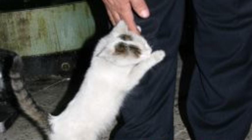 Minik kedi, iyiliğin karşılığını el &ouml;perek &ouml;d&uuml;yor