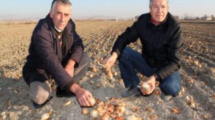 Soğan çiftçisi, ürünü tarlada bıraktı