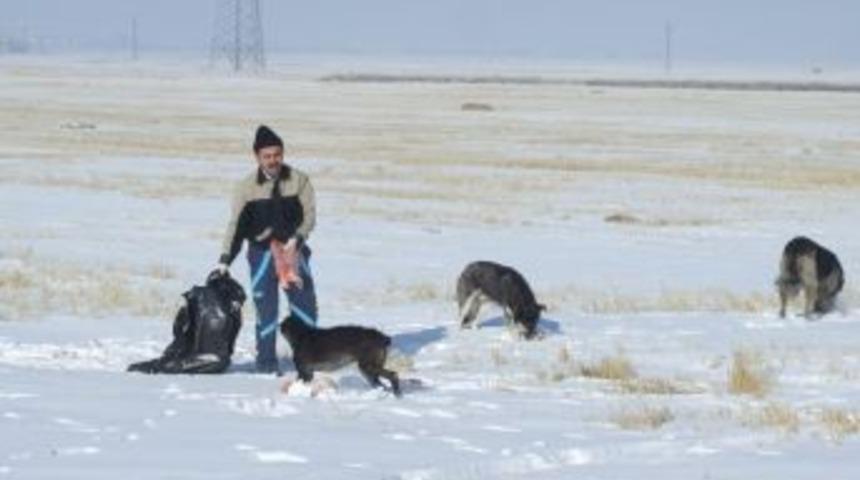 Başıboş k&ouml;pekler koyun eti ile besleniyor