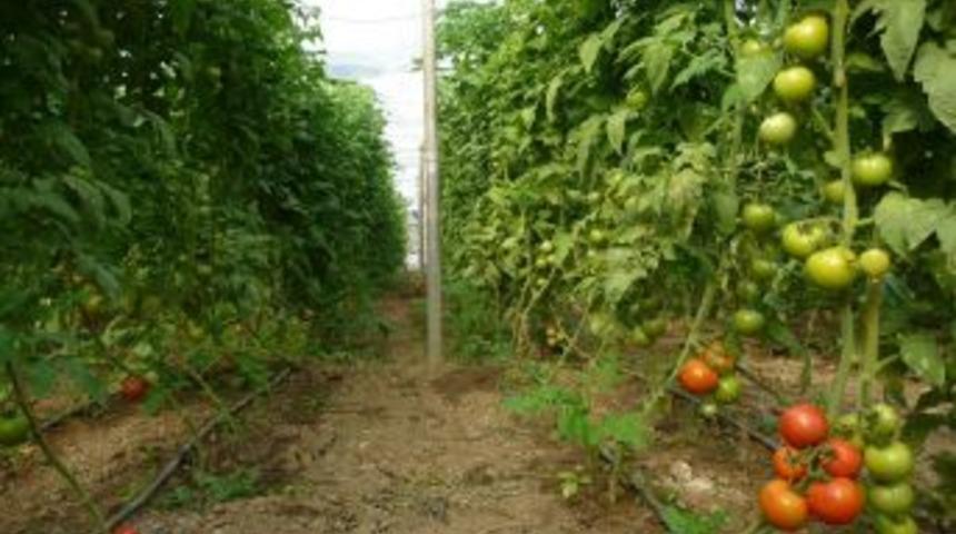 Kozanlı seracılar pazar sıkıntısı yaşıyor