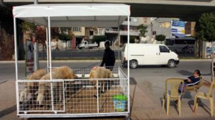 &Ccedil;evreyi kirletmeyen seyyar ahır yaptı