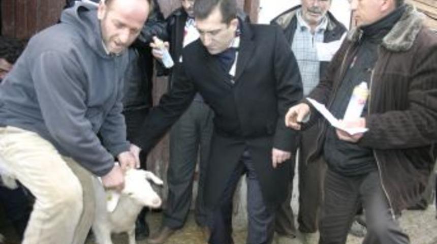 İznik kaymakamı s&uuml;t ke&ccedil;isi dağıttı