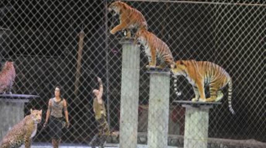 Ankara'da yangın: Sirk hayvanları dumandan etkilendi