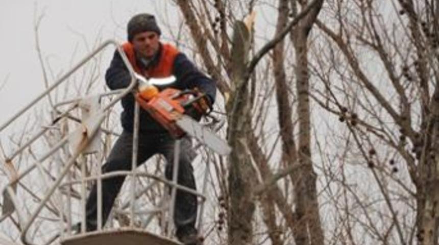 Başiskele'de ağa&ccedil;lar budanıyor