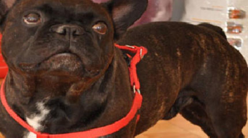 Bulldog cinsi köpeğe haciz