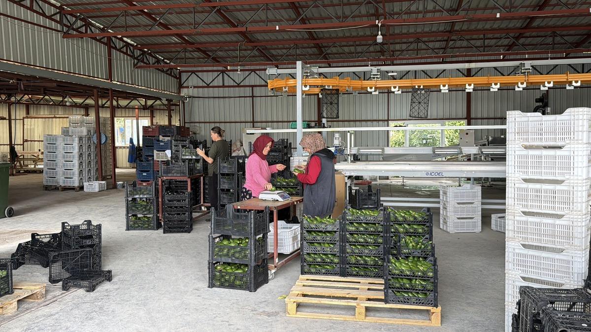 Kasa kasa G&uuml;rcistan a yola &ccedil;ıktı: 3 g&uuml;n sonra market raflarında 1