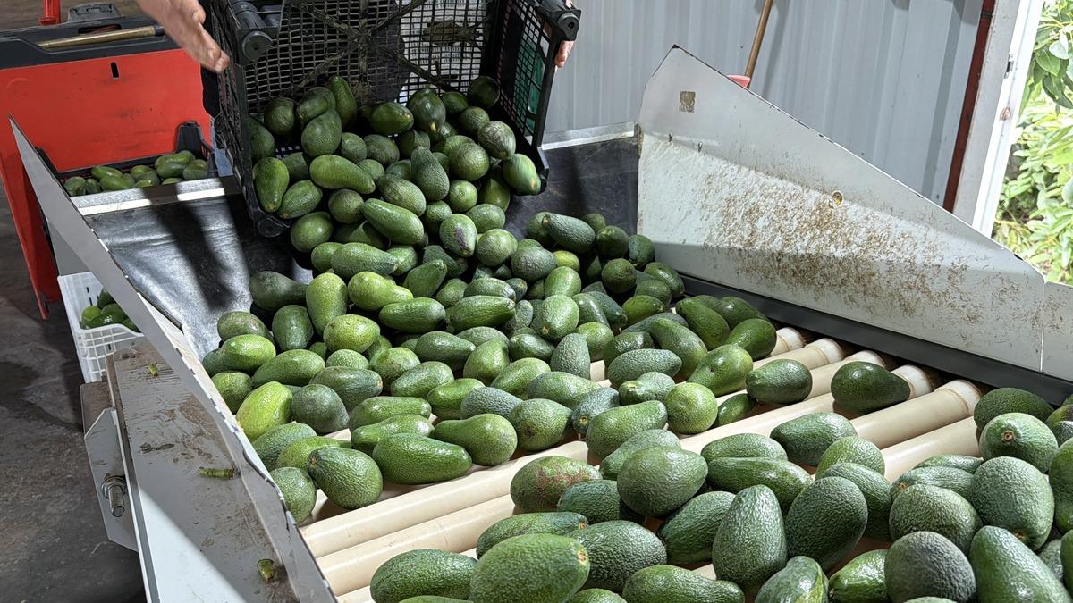 Kasa kasa G&uuml;rcistan a yola &ccedil;ıktı: 3 g&uuml;n sonra market raflarında 4