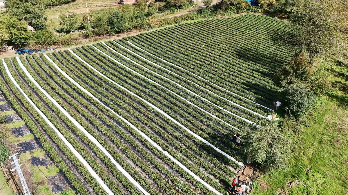 Peyzaj mimarıydı, memleketine döndü şimdi 7 dönümde çilek üretiyor 1