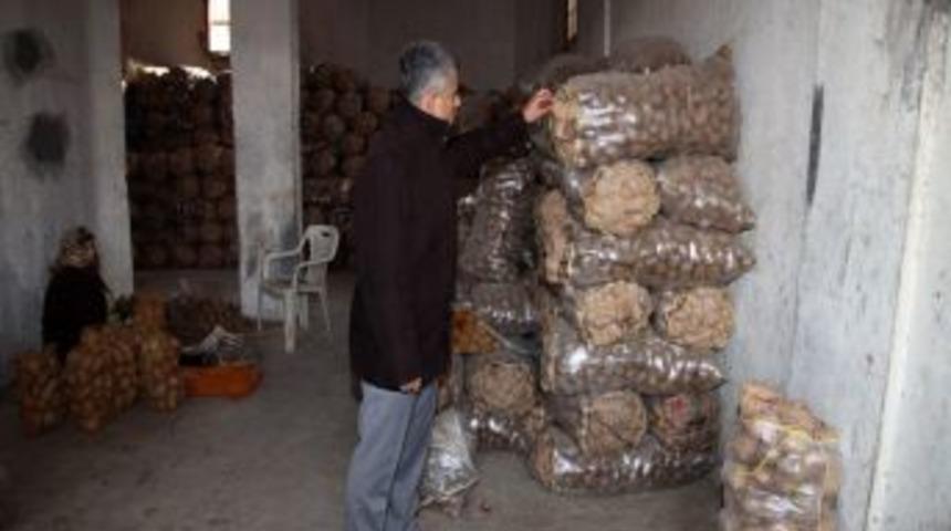 Hatay&rsquo;da 50 ton ka&ccedil;ak patates ele ge&ccedil;irildi