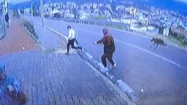 Bursa'da k&ouml;pek dehşeti kamerada: &Ccedil;ocuk ka&ccedil;arken bacağını kırdı