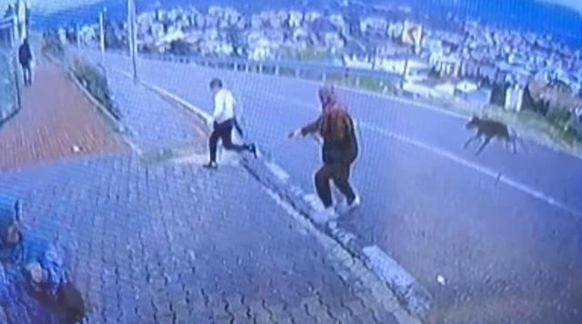 Bursa'da köpek dehşeti kamerada: Çocuk kaçarken bacağını kırdı