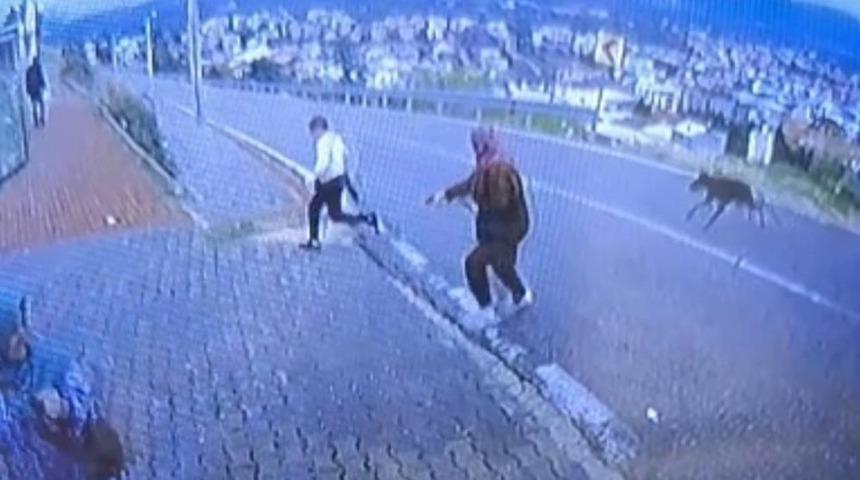 Bursa'da k&ouml;pek dehşeti kamerada: &Ccedil;ocuk ka&ccedil;arken bacağını kırdı