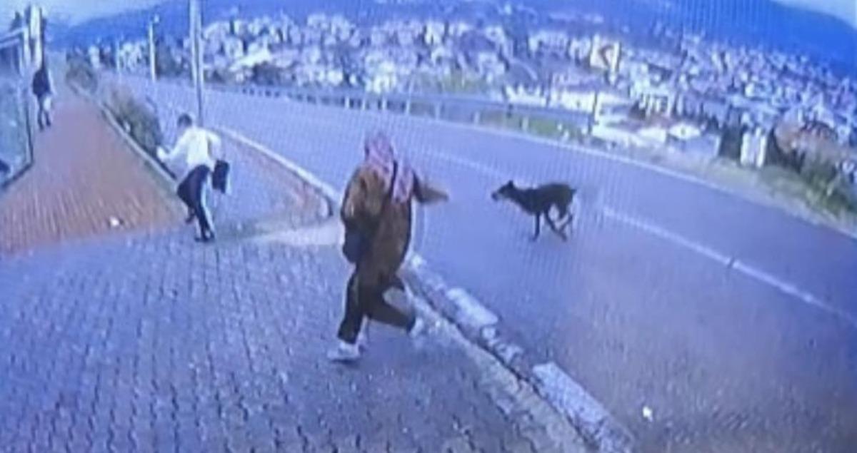 Bursa da köpek dehşeti kamerada: Çocuk kaçarken bacağını kırdı 1