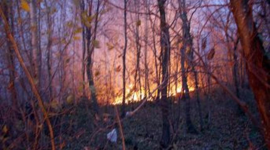 Sapanca'da orman yangını