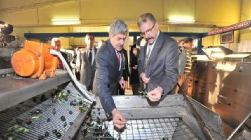 Vali Cerrah: Daha &ccedil;ok zeytinyağı fabrikasına ihtiya&ccedil; var
