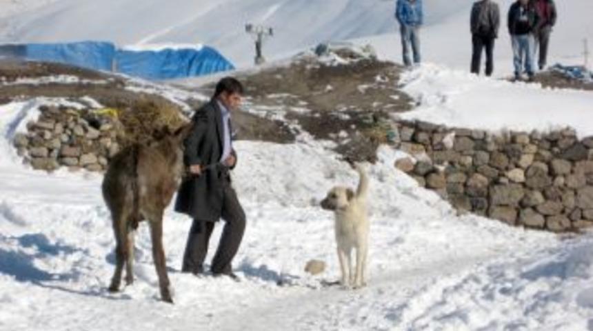 Başıboş k&ouml;pekler &Ccedil;atal&ouml;renlilerin huzurunu ka&ccedil;ırdı